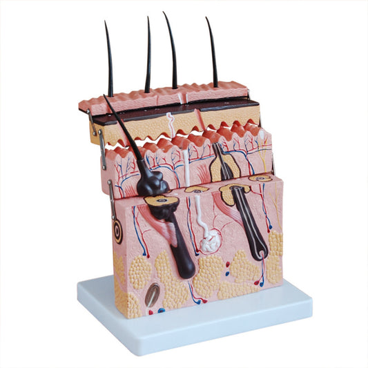 Skin Section Model