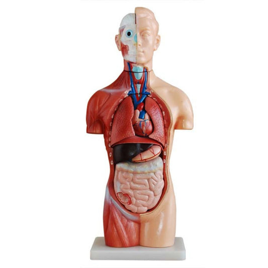 42CM Sexless Torso 18 Parts