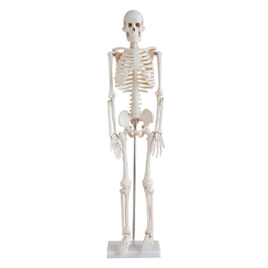 200 bones of adult human skeleton model 85cm