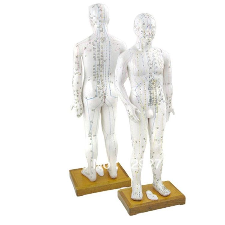Educational Human Model