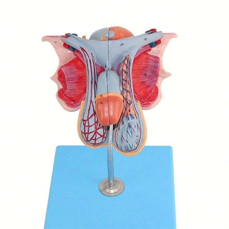 Male Genital Organ Model factory