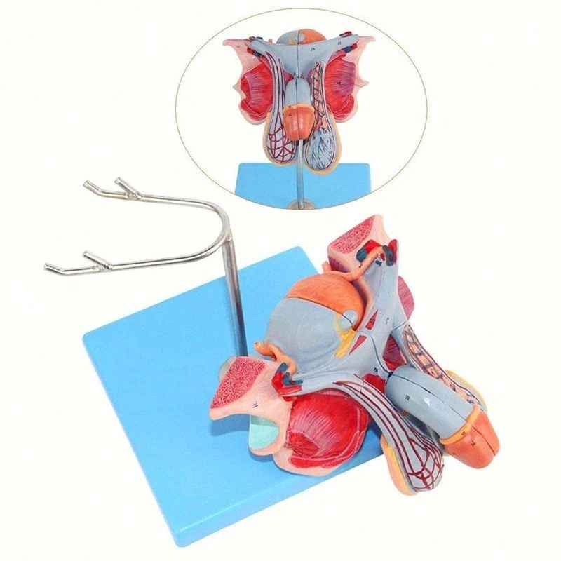 Male Genital Organ Model suppliers
