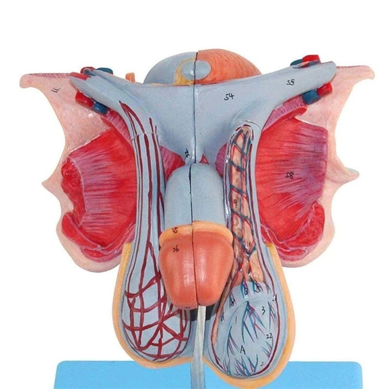 Male Genital Organ Model best