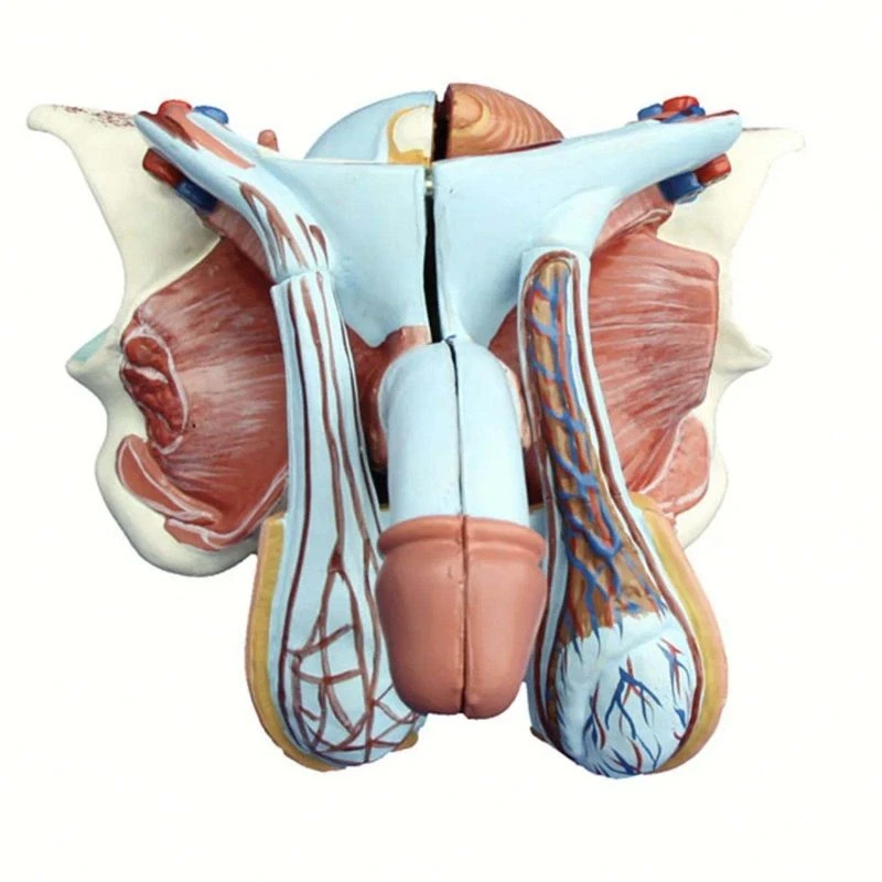 Male Genital Organ Model