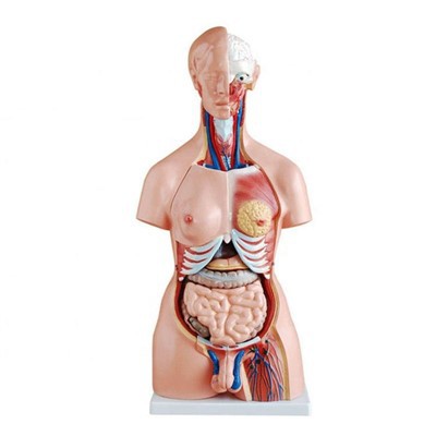 85CM Unisex Torso 23 Parts