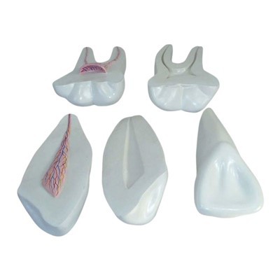 Expansion Model Of Human Teeth