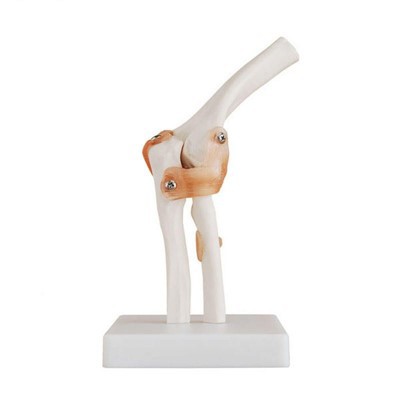 Life-Size Elbow Joint