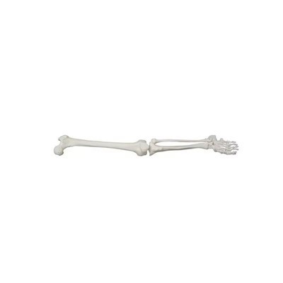 Life-Size Lower Extremity