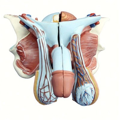 Male Genital Organ Model