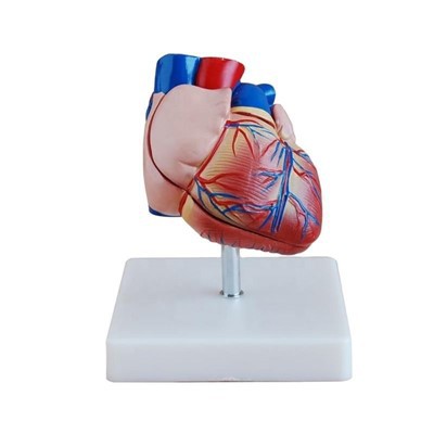New Style Life-Size Heart Model
