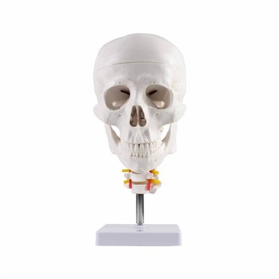 Skull with Cervical Spine